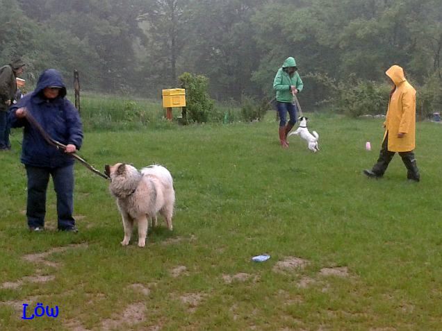 Hundekurs im Regen -  12.5.2016